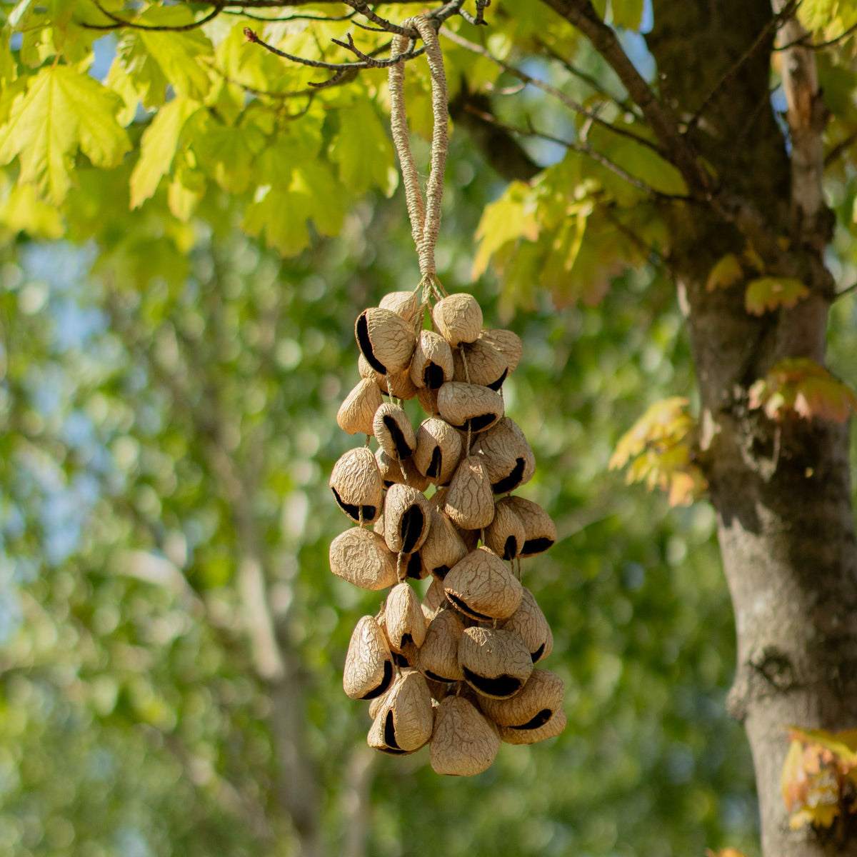 Cáscara de semilla de pangi de tamaño medio - agitador natural de nueces (30 cáscaras)