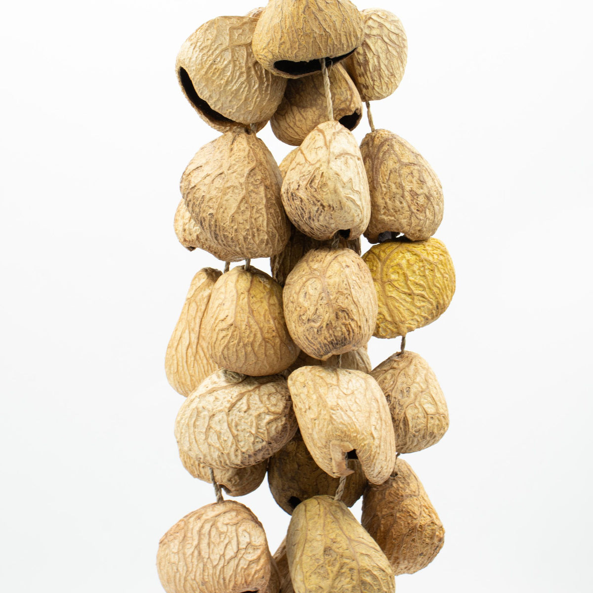 Cáscara de semilla de pangi de tamaño medio - agitador natural de nueces (30 cáscaras)