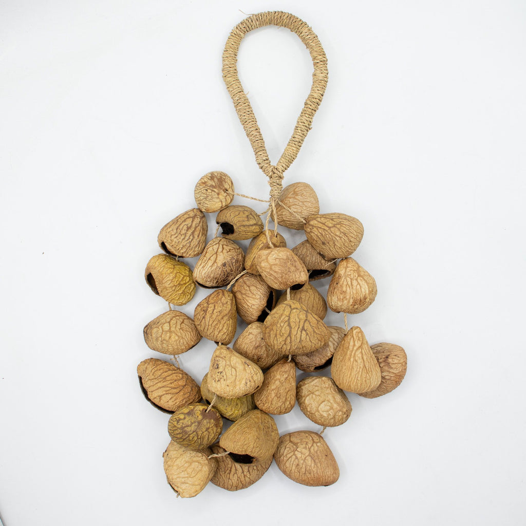 Cáscara de semilla de pangi de tamaño medio - agitador natural de nueces (30 cáscaras)