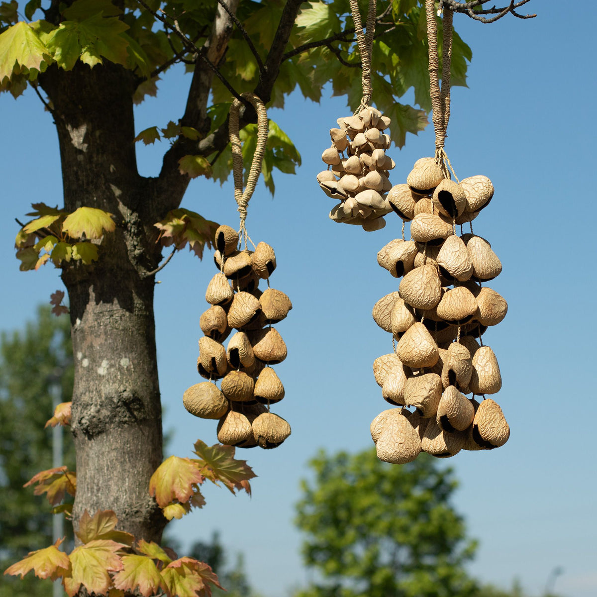 Cáscara de semilla de pangi de tamaño medio - agitador natural de nueces (30 cáscaras)