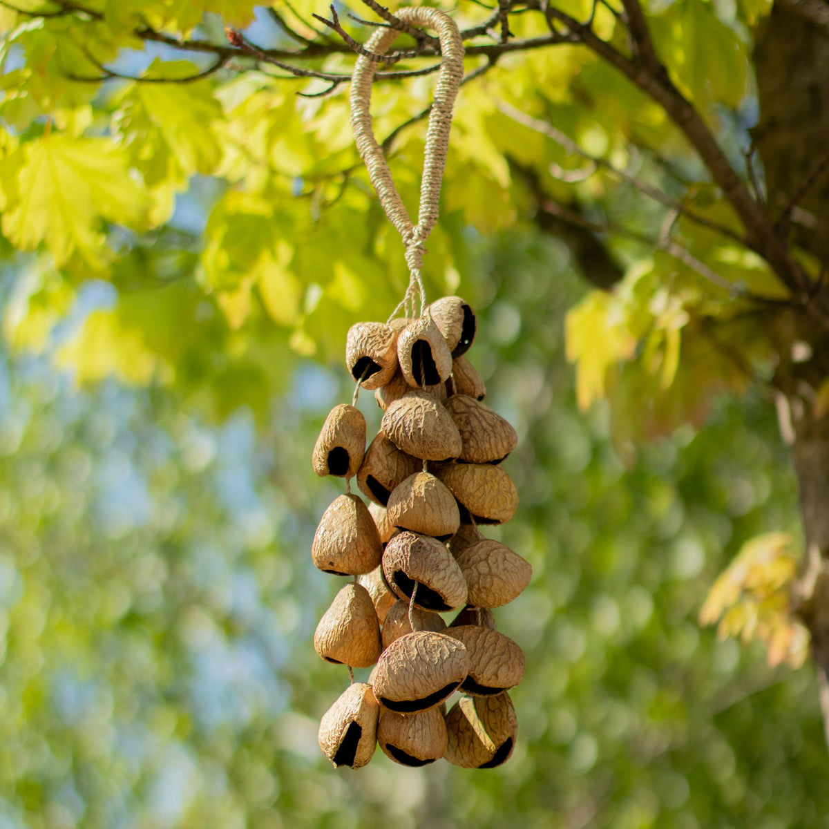 Sonajero Largo de Conchas Kenari (50 conchas)